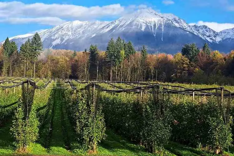 Farmers as Ambassadors of Šumadija – Reception with the Mayor After the Visit to Slovenia Farmers as Ambassadors of Šumadija – Reception with the Mayor After the Visit to Slovenia